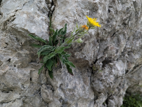 Hieracium villosum, photograph 2
