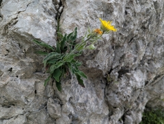 (c) Elias, some rights reserved (CC BY) Hieracium villosum, photograph (c) Elias, some rights reserved (CC BY)