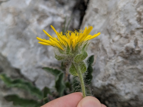 Hieracium villosum, photograph 1