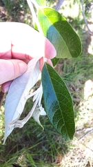 Buddleja madagascariensis