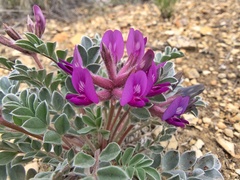 Astragalus newberryi