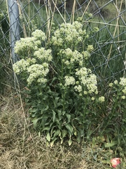Lepidium montanum