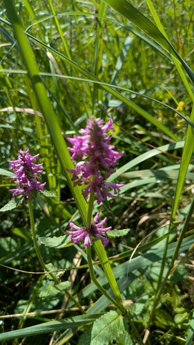 common hedge-nettle