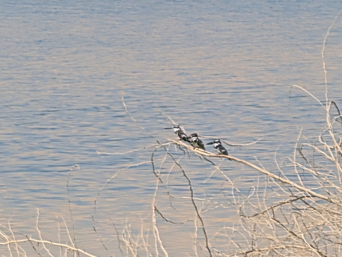 Pied Kingfisher