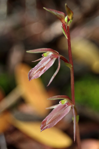 large gnat-orchid