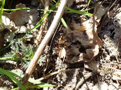 Ctenophora flaveolata