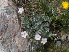 Geranium argenteum