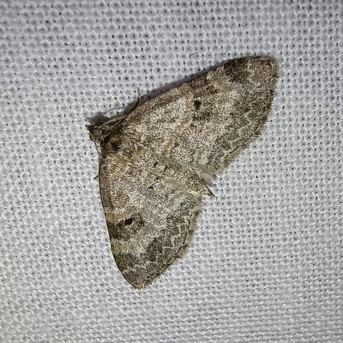Small Seraphim, Drenthe, NL, photo 4 of 10