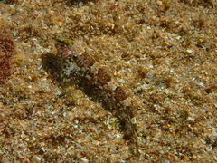 Lepidoblennius haplodactylus