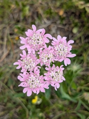 Heracleum austriacum