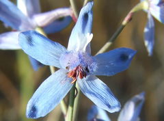 Delphinium parishii parishii