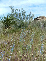 Delphinium parishii parishii