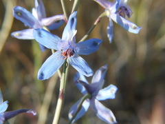 Delphinium parishii parishii