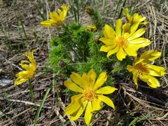 Adonis vernalis