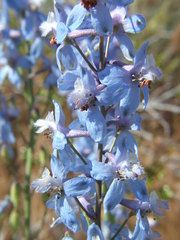 Delphinium parishii parishii