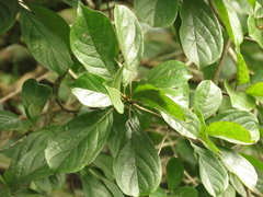 Terminalia phanerophlebia