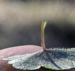 Hydrocotyle sibthorpioides, photograph (c) Jacob Moore, some rights reserved (CC BY)