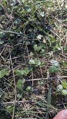 Hydrocotyle sibthorpioides, photograph (c) Jacob Moore, some rights reserved (CC BY)