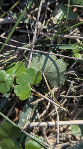 Hydrocotyle sibthorpioides, photograph 3