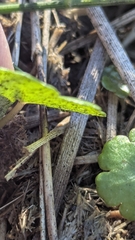 Hydrocotyle sibthorpioides, photograph (c) Jacob Moore, some rights reserved (CC BY)