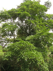 Terminalia phanerophlebia