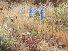 Delphinium parishii parishii