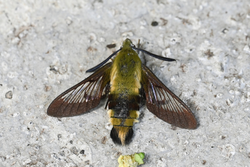 honeysuckle bee hawkmoth