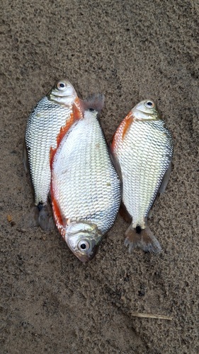 Ruby tetra (Markiana geayi) — Characidae — 4