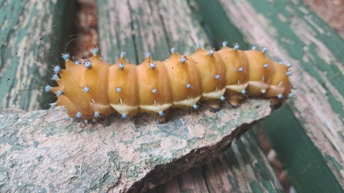 Giant Peacock Moth