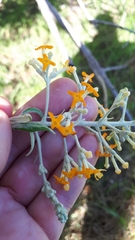 Buddleja madagascariensis