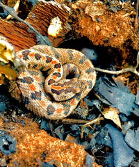 Sistrurus miliarius streckeri