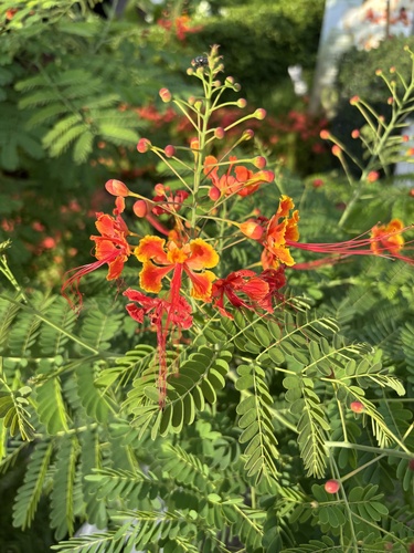 peacock flower