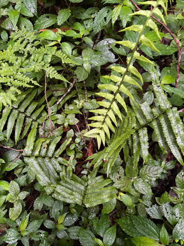 Dryopteris dickinsii observed 2026-07-01