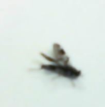Exaireta spinigera
