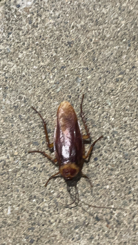 American Cockroach