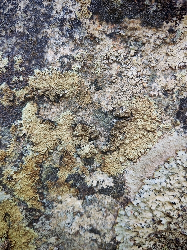 Finger Ring Lichen