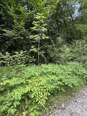 (c) Paolo Zucca, some rights reserved (CC BY) Peucedanum verticillare, photograph (c) Paolo Zucca, some rights reserved (CC BY)