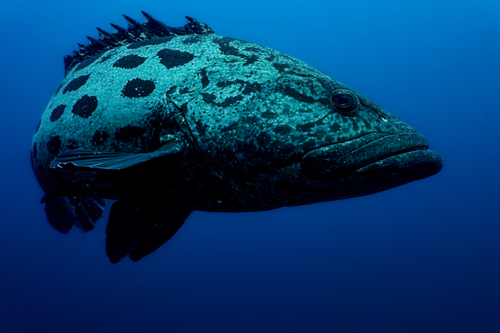 Epinephelus tukula observed 2026-06-29