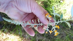 Buddleja madagascariensis