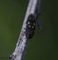 Paratyndaris chamaeleonis