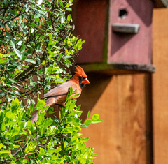 Cardinalis cardinalis