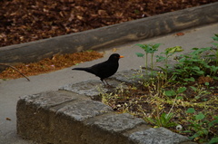 Turdus merula