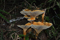 Stiptophyllum erubescens