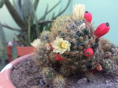 Mammillaria prolifera