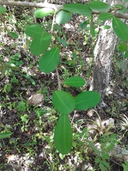 Erythroxylum havanense