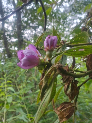 Malabar Melastome