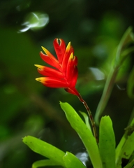Vriesea carinata