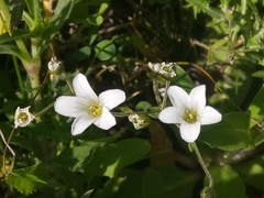 Arenaria cerastioides image