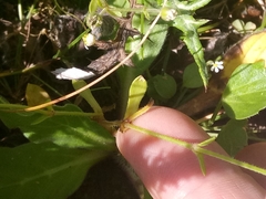 Arenaria cerastioides image