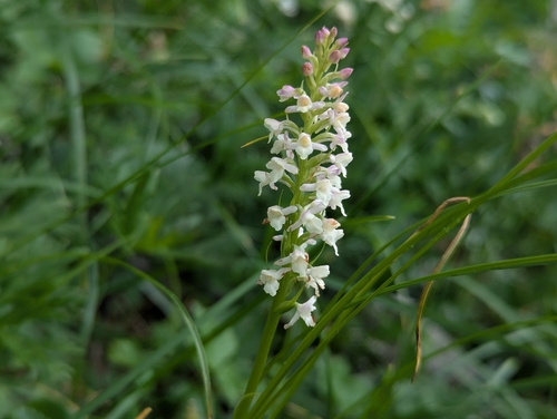 Gymnadenia odoratissima, photograph 4